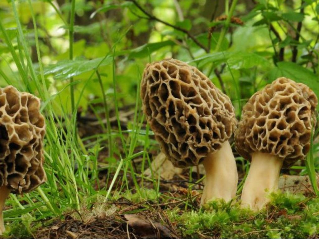 Guchchi, Mushroom, Himalayan Mushroom, Mushroom India